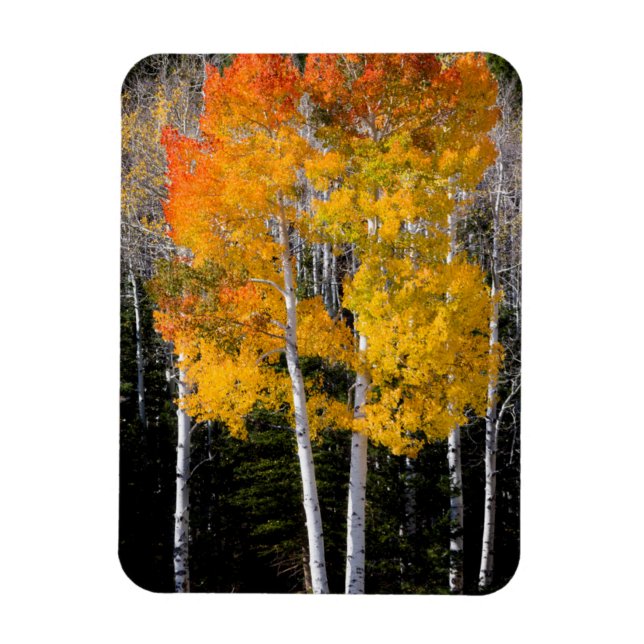 Imán Utah, EE. UU. Árboles de álamo temblón (Populus Tr (Vertical)