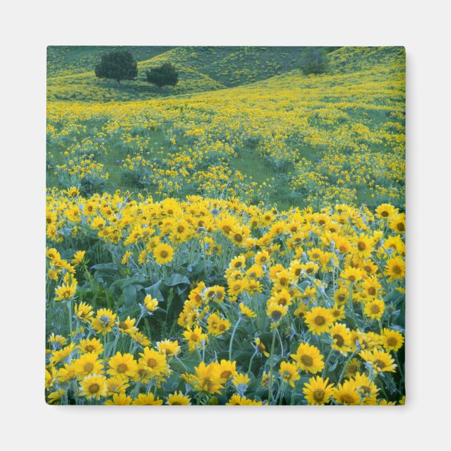 Imán UTAH. EE. UU. Balsamorhiza (Frente)