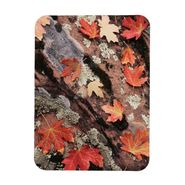 Imán Utah, Parque Nacional Zion, Patrones de otoño (Vertical)