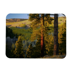 Imán UTAH. Pinos ponderosa y álamo temblón, otoño. Aman