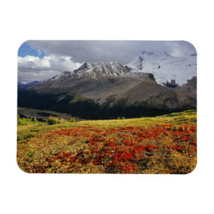 Imán Uva de oso a principios de otoño Athabasca Peak en