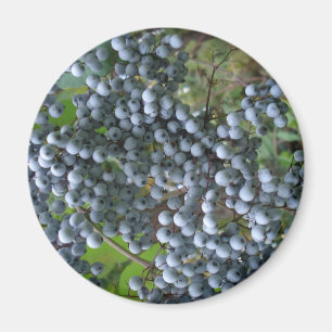 Imán Uvas