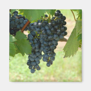 Imán uvas del viñedo