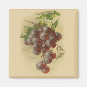 Imán Uvas del vintage