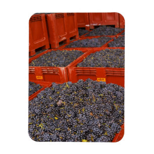Imán Uvas Gamay justo en la cosecha en