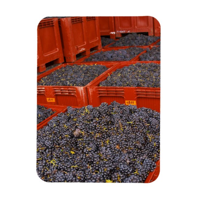 Imán Uvas Gamay recién llegadas de la cosecha en la (Vertical)