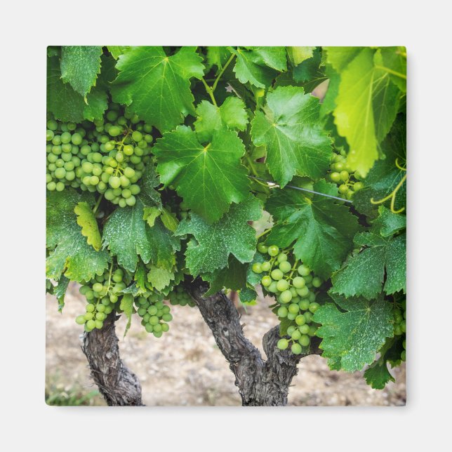 Imán Uvas para Vino Crecen, Francia (Frente)