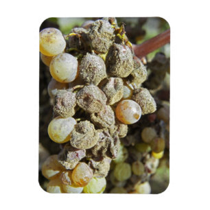 Imán Uvas Semillon con podredumbre noble en el momento 
