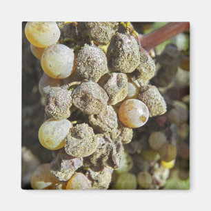 Imán Uvas Semillon con podredumbre noble en el momento 