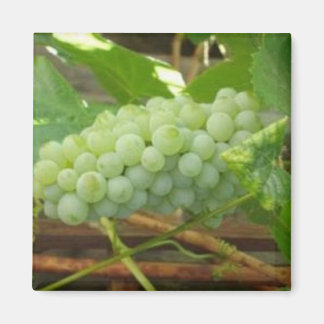 Imán Uvas verdes de California