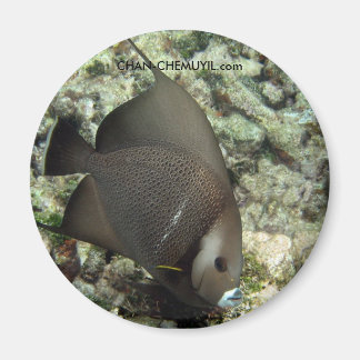 Imán UW Angel Fish Magnet: chan-chemuyil.com