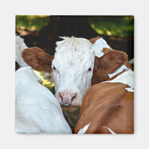 Imán Vaca con un anillo en las fosas nasales postal clá