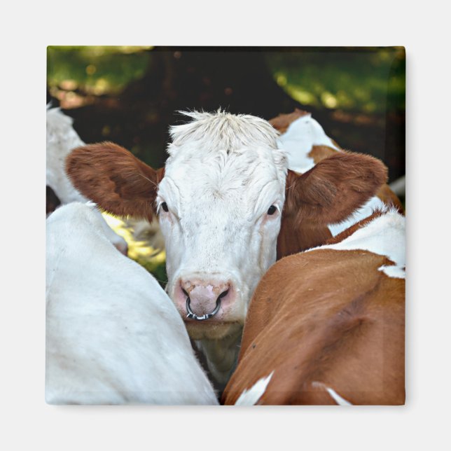 Imán Vaca con un anillo en las fosas nasales postal clá (Frente)