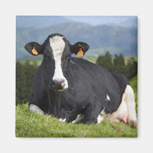 Imán Vaca de Holstein