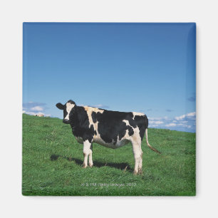 Imán Vaca de Holstein que se coloca en el campo,