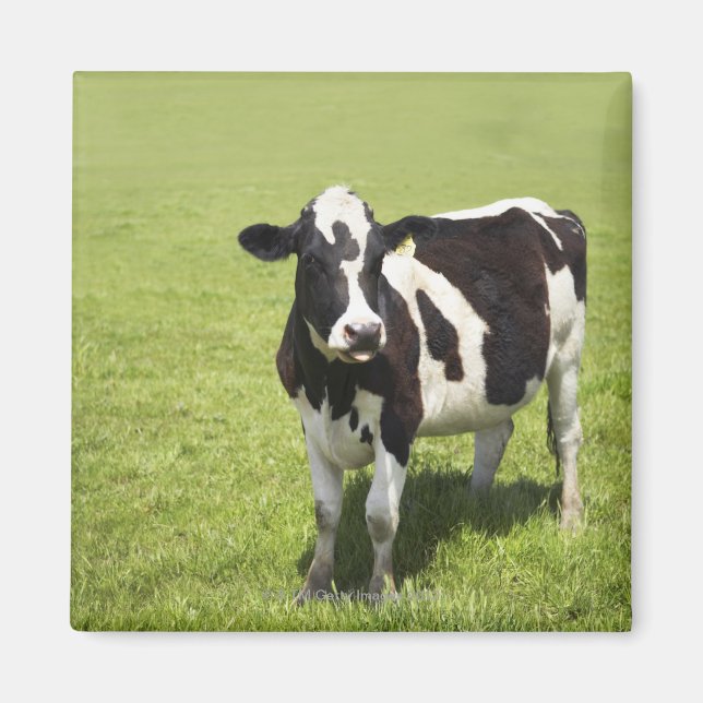 Imán Vaca en pradera (Frente)