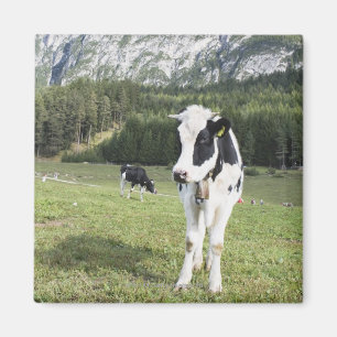 Imán Vaca en un prado, Fie Sciliar Allo, alto el