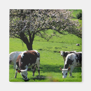Imán Vaca entre manzanos en flor en Normandía