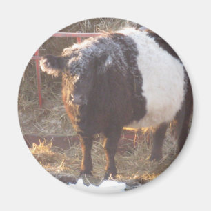 Imán Vaca Galloway con correa y escarcha