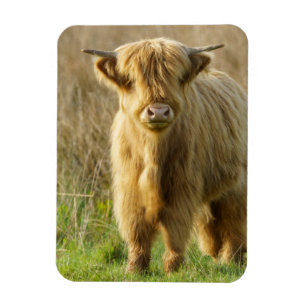Imán Vaca Highland