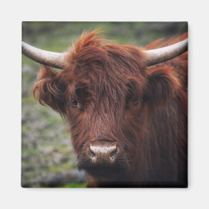 Imán Vaca Highland