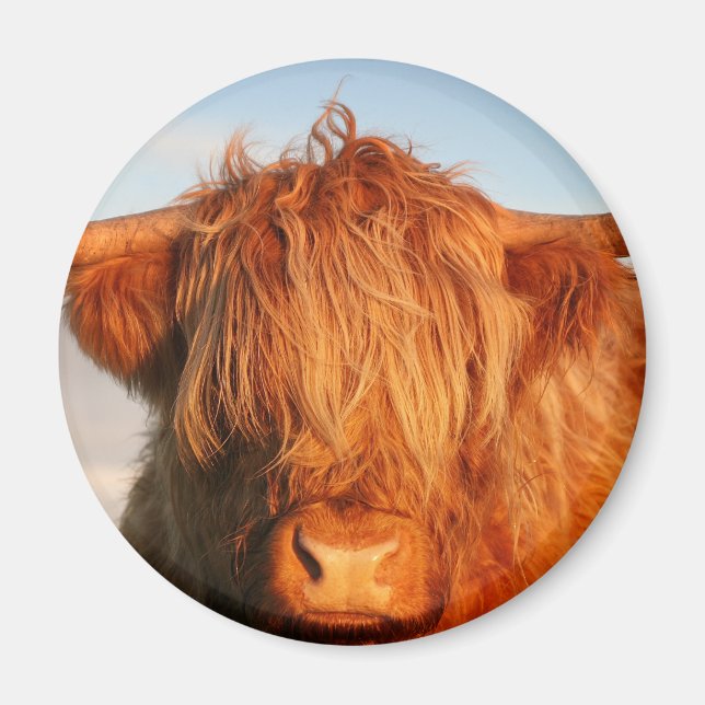 Imán Vaca Highland de Escocia (Frente)