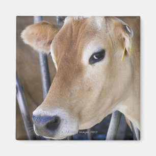 Imán Vaca lechera de Jersey con la cabeza encerrada.