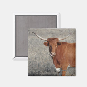 Imán Vaca Longhorn Licuando su Nariz