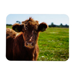 Imán Vaca marrón joven en campo de pastura