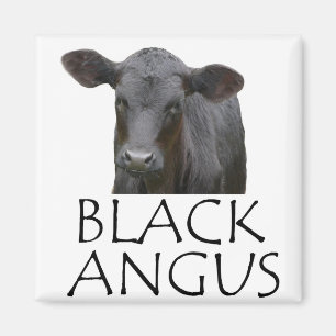 Imán Vaca negra de Angus