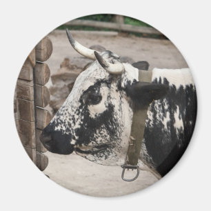 Imán Vaca pustertal