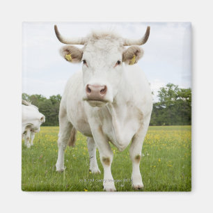 Imán Vaca que se coloca en campo herboso