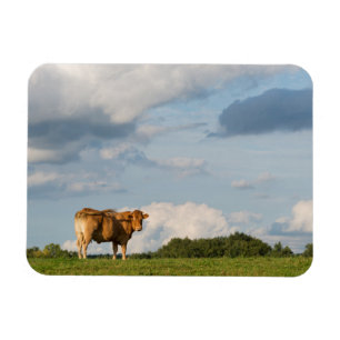 Imán Vaca rubia en la región de Dordoña, Francia del