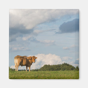 Imán Vaca rubia en la región de Dordoña, Francia del