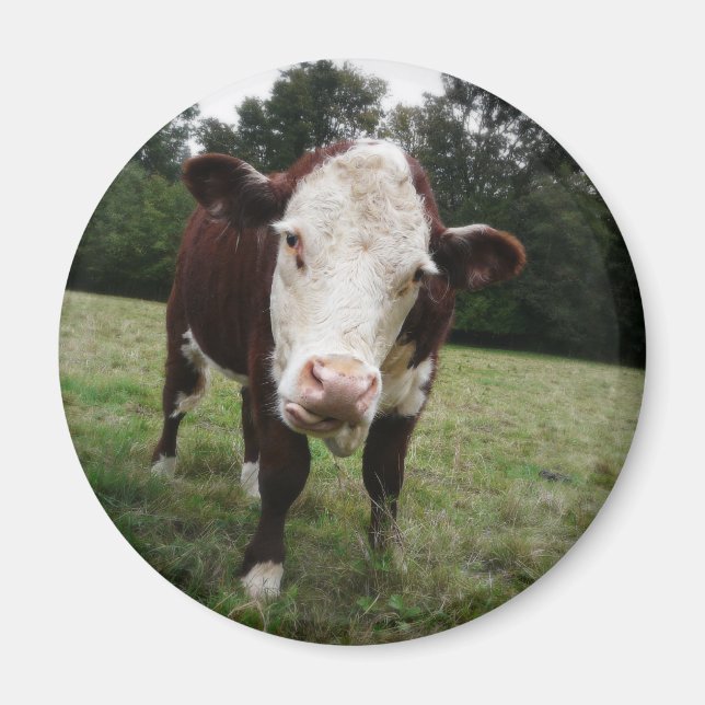 Imán Vaca Stictout Tongue (Frente)