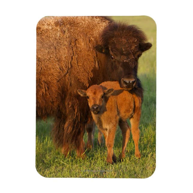 Imán Vaca y ternera americanas de Bison, Dakota del Nor (Vertical)