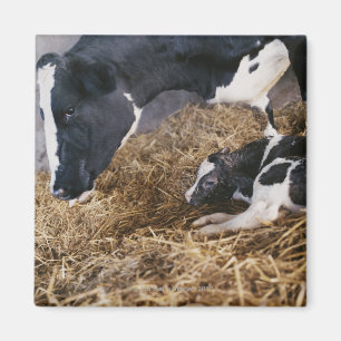 Imán Vaca y ternera en Hay