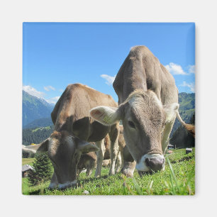Imán Vacas