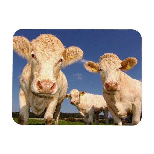 Imán Vacas (Horizontal)