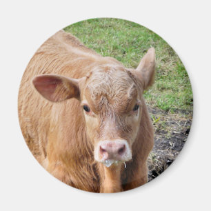 IMÁN VACAS