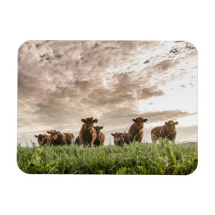 Imán Vacas