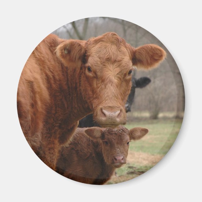 Imán vacas (Frente)