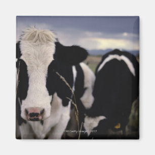 Imán Vacas 3