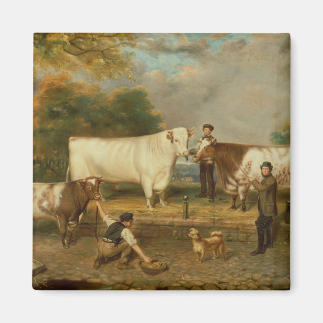 Imán Vacas con pastor (Frente)