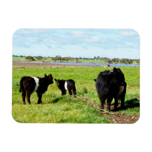 Imán Vacas De Galloway Para Muñecas Y Bebés, Magnate Fl