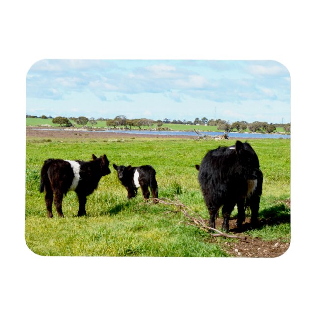 Imán Vacas De Galloway Para Muñecas Y Bebés, Magnate Fl (Horizontal)