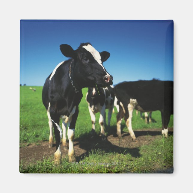 Imán Vacas de Holstein en un campo (Frente)