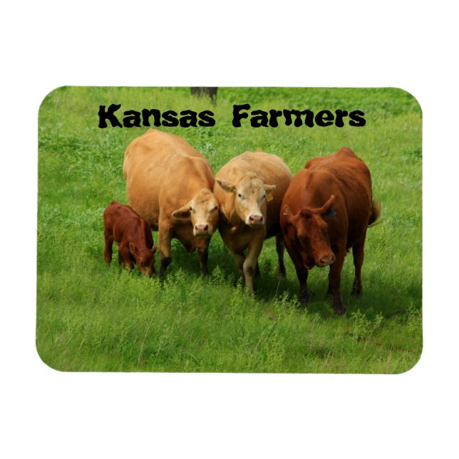Imán Vacas de los agricultores de Kansas (Horizontal)