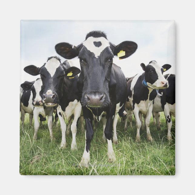 Imán Vacas de pie en fila mirando la cámara (Frente)