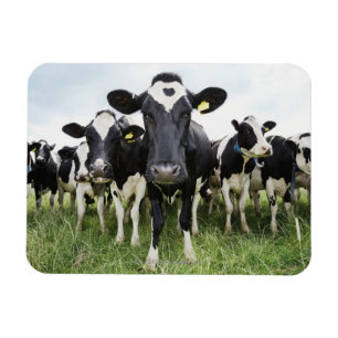 Imán Vacas de pie en fila mirando la cámara